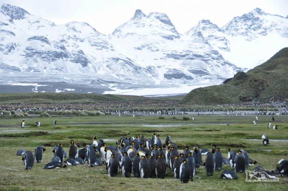 Salisbury Plain, na Geórgia do Sul, a 2a maior colônia de pinguins rei do mundo!